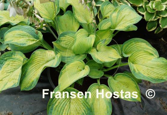 Hosta Borwick Beauty